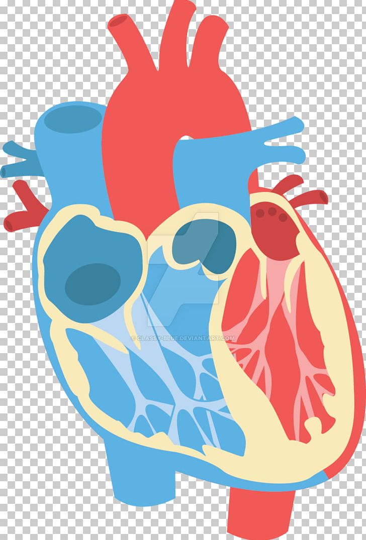 Heart Diagram Anatomy PNG, Clipart, Anatomy, Area, Art, Artwork, Blue Free PNG Download