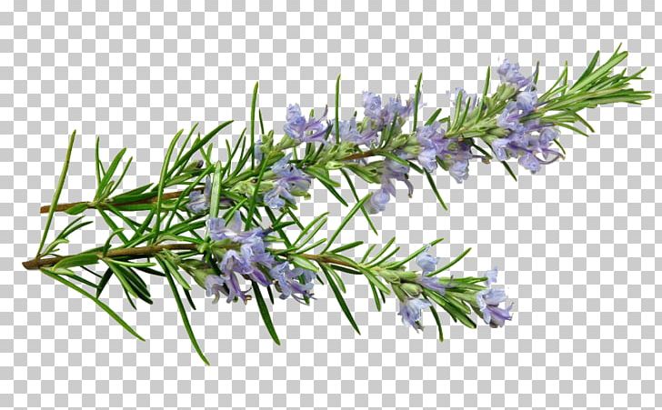 Rosemary English Lavender Essential Oil Mediterranean Cuisine Herb PNG, Clipart,  Free PNG Download