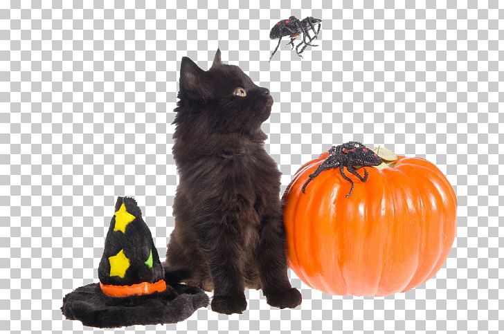 Black Cat Dog Halloween Pet PNG, Clipart, Animals, Black Cat, Carnivoran, Cat, Cat Like Mammal Free PNG Download