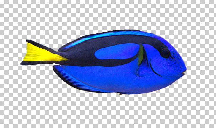 Clownfish Palette Surgeonfish Yellow Tang PNG, Clipart, Aquarium, Blue, Brackishwater Aquarium, Clip Art, Clownfish Free PNG Download
