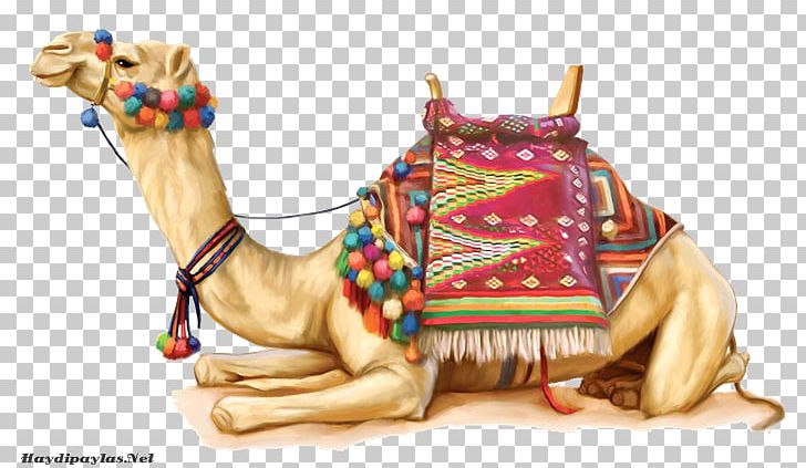 Dromedary Bactrian Camel Equestrian PNG, Clipart, 2018, Animals, Animated, Arabian Camel, Bactrian Camel Free PNG Download