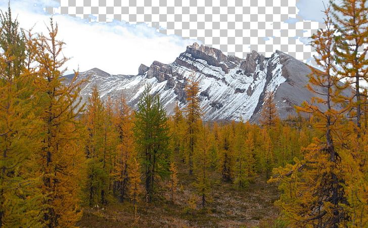 Mount Assiniboine Provincial Park Larch Forest PNG, Clipart, Amusement Park, Biome, Famous, Landscape, Leaf Free PNG Download