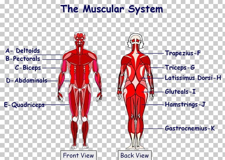 The Muscular System Anatomical Chart Human Body Muscle PNG, Clipart, Anatomy, Arm, Chart, Diagram, Free Body Diagram Free PNG Download