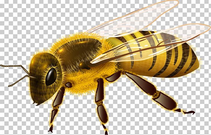 Characteristics Of Common Wasps And Bees Hornet PNG, Clipart, Arthropod, Bee, Bumblebee, Drawing, Encapsulated Postscript Free PNG Download