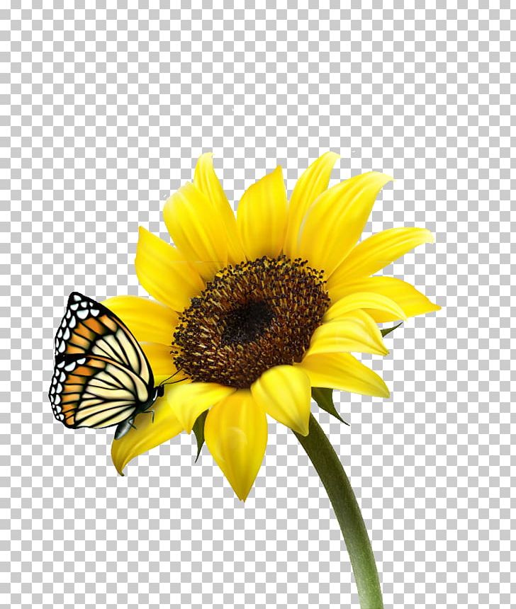 Common Sunflower PNG, Clipart, Beautiful, Bee, Daisy, Daisy Family, Encapsulated Postscript Free PNG Download