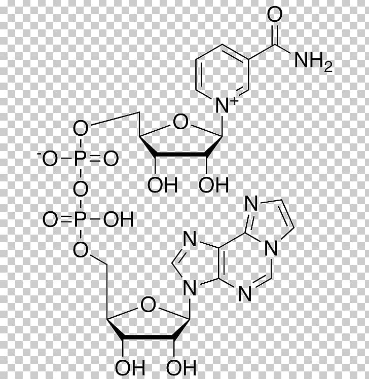 Cyclic Adenosine Monophosphate Adenosine Triphosphate Nucleotide PNG, Clipart, 1 N, Adenine, Adenosine, Adenosine Diphosphate, Angle Free PNG Download