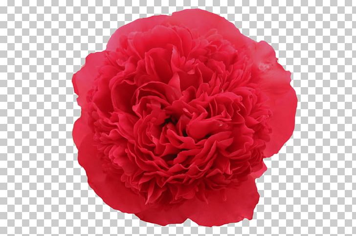 Garden Roses Peony Herbaceous Plant Cut Flowers PNG, Clipart, Carnation, Command, Command Performance, Cultivar, Cut Flowers Free PNG Download