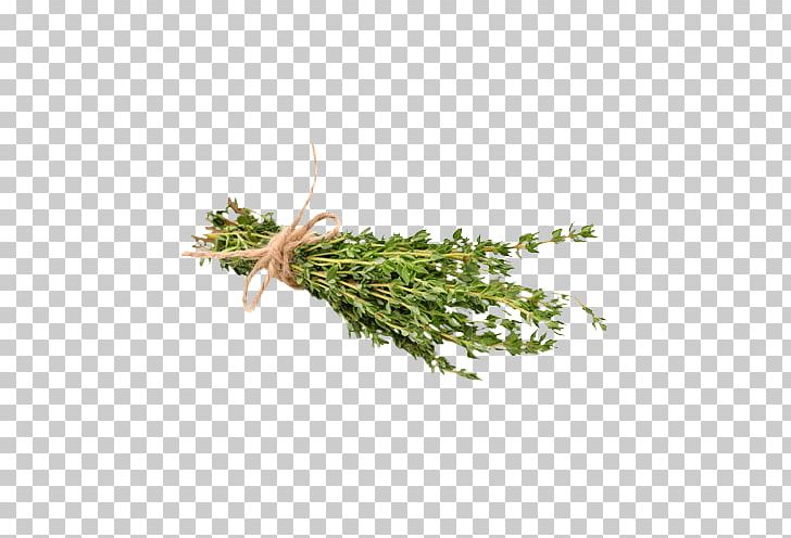 Herb Thymes Gin Food Pianta Aromatica PNG, Clipart, Brennen, Cereal, Drink, Flowerpot, Food Free PNG Download