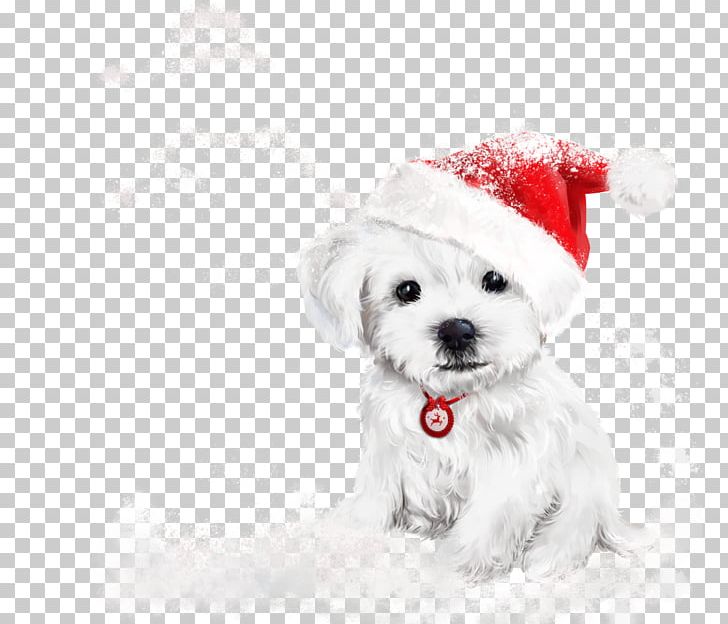Puppy Labrador Retriever Kitten Christmas Painting PNG, Clipart, Animals, Carnivoran, Christmas Card, Companion Dog, Dog Breed Free PNG Download