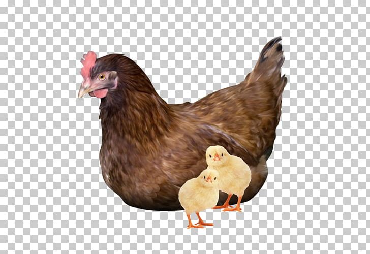 Rooster Chicken Kifaranga PNG, Clipart, 8464, Animals, Beak, Bird, Chicken Free PNG Download