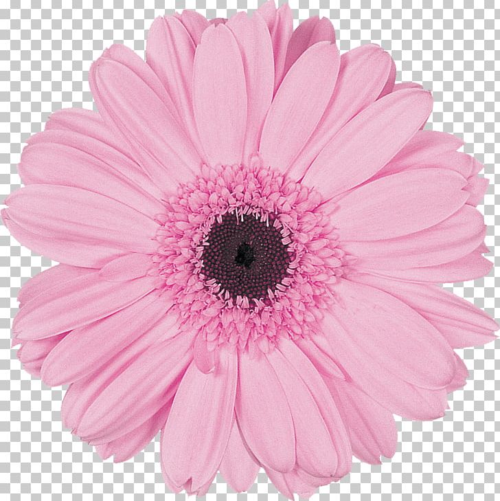 Transvaal Daisy Cut Flowers Pink Color PNG, Clipart, Chrysanthemum, Chrysanths, Color, Cut Flowers, Daisy Family Free PNG Download