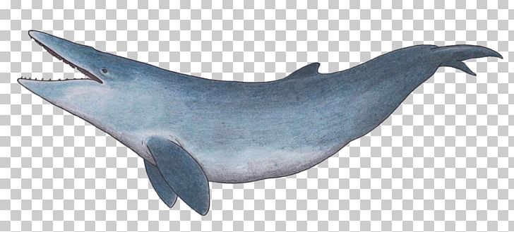 Common Bottlenose Dolphin Rough-toothed Dolphin Tucuxi Baleen Whale PNG, Clipart, Aetiocetus, Animal Figure, Animals, Art, Baleen Free PNG Download