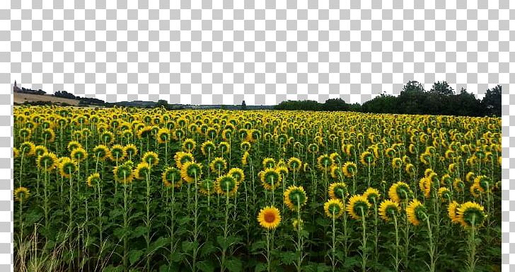 Farm Grasses Sunflower Seed Commodity Landscape PNG, Clipart, Agriculture, Crop, Daisy Family, Family, Field Free PNG Download