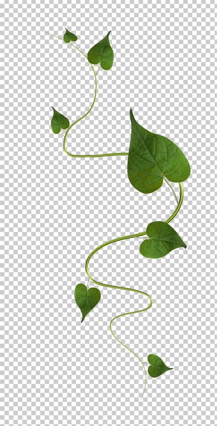 Green Leaf Vine PNG, Clipart, Branch, Flora, Flower, Green, Leaf Free PNG Download