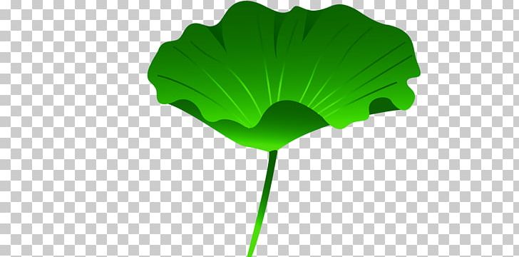Leaf Nelumbo Nucifera Lotus Effect PNG, Clipart, Autumn Leaf, Designer, Euclidean Vector, Ginkgo Biloba, Grass Free PNG Download