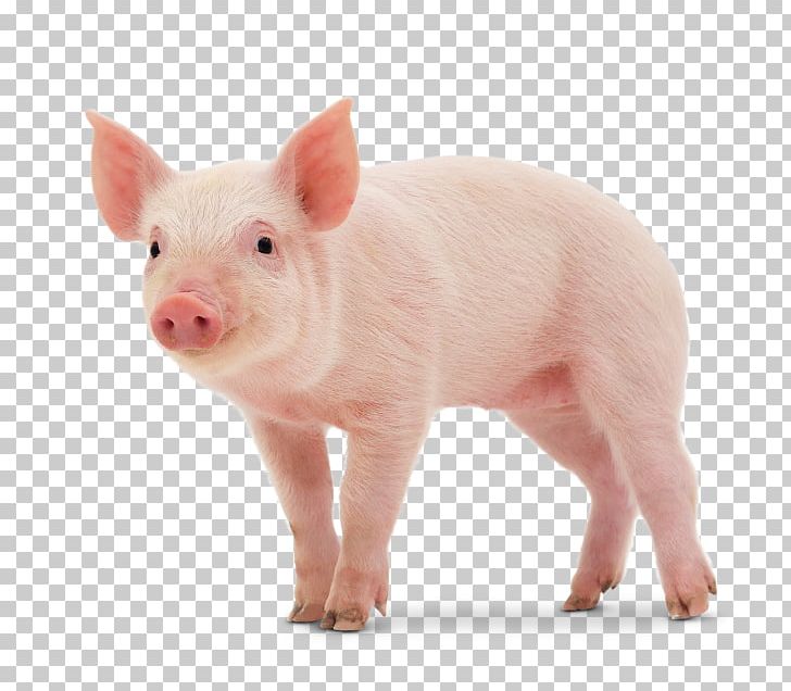 Middle White Danish Landrace Pig Miniature Pig Large White Pig Stock Photography PNG, Clipart, Animal, Animals, Danish Landrace Pig, Domestic Pig, Large White Pig Free PNG Download