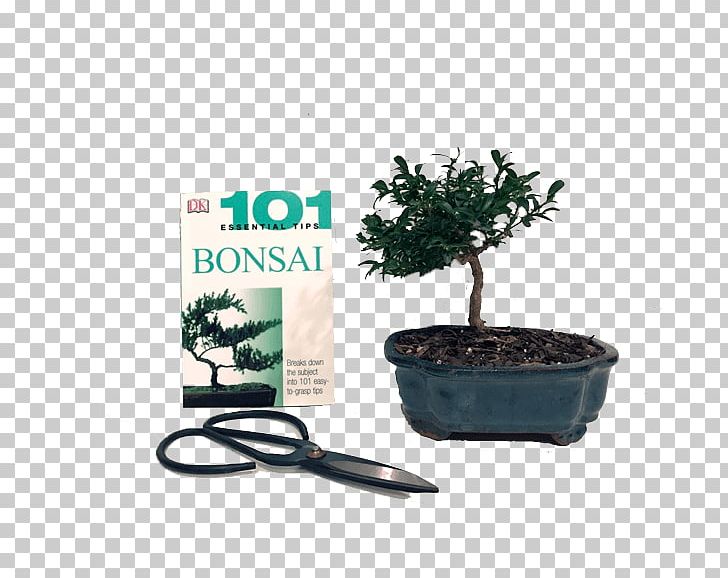 Sageretia Theezans 101 Essential Tips Bonsai Flowerpot Bonsai: 101 Essential Tips PNG, Clipart, 101 Essential Tips Bonsai, Bonsai, Bonsai 101 Essential Tips, Butterfly, Flowerpot Free PNG Download