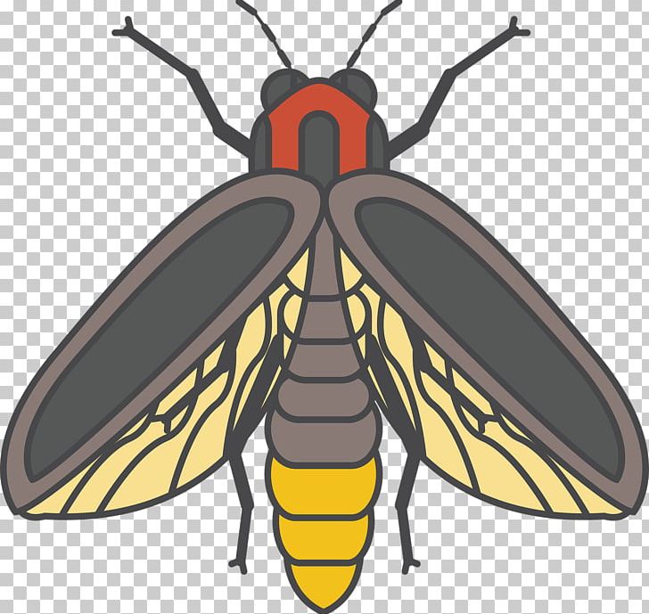 firefly insect drawing