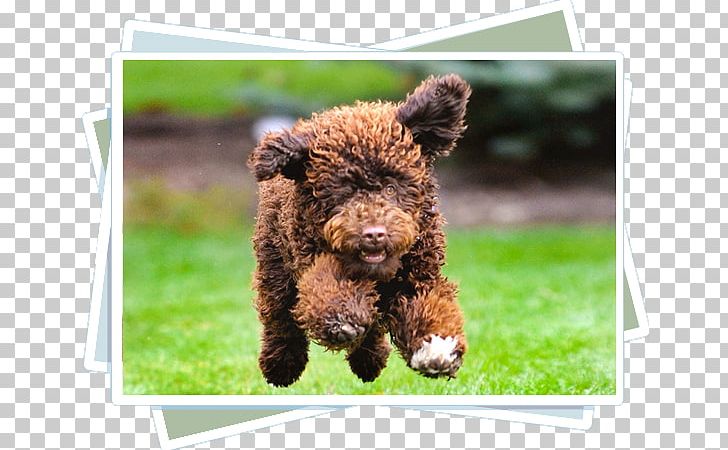 Spanish Water Dog Portuguese Water Dog Irish Water Spaniel Cantabrian Water Dog Puppy PNG, Clipart, Cavalier King Charles Spaniel, Curlycoated Retriever, Dog, Dog Breed, Dog Breed Group Free PNG Download