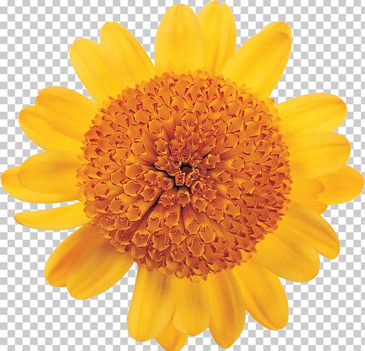 Transvaal Daisy Stock Photography Flower Daisy Family PNG, Clipart, Calendula, Chrysanthemum, Chrysanths, Color, Dahlia Free PNG Download