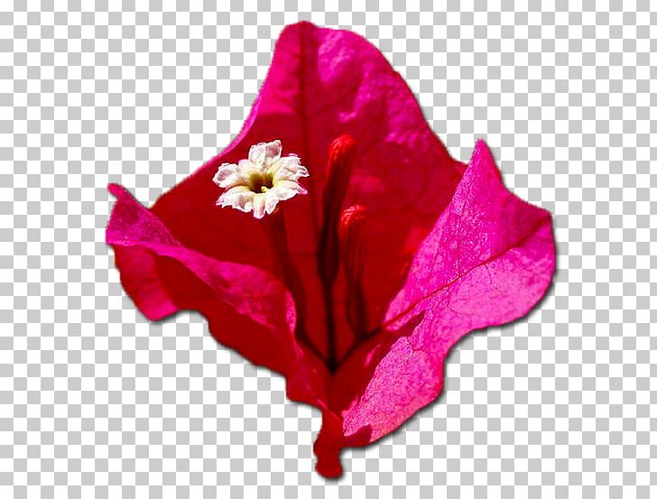 Bougainvillea Glabra Begonwilla Pansiyon Cafe-Restaurant Flower Plant Shrub PNG, Clipart, Bougainvillea, Bougainvillea Glabra, Cafe, Cut Flowers, Flower Free PNG Download