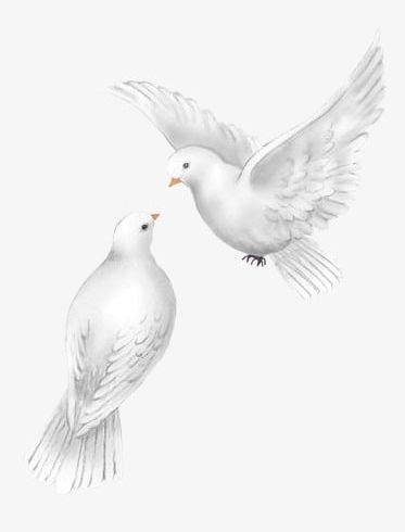 Peace Dove PNG, Clipart, Dove, Dove Clipart, Peace, Peace Clipart, Peace Dove Free PNG Download