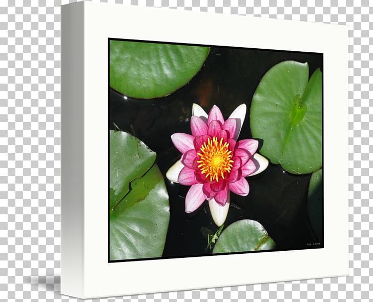 Petal Flowering Plant Floral Design Kind PNG, Clipart, Art, Aster, Botany, Flora, Floral Design Free PNG Download