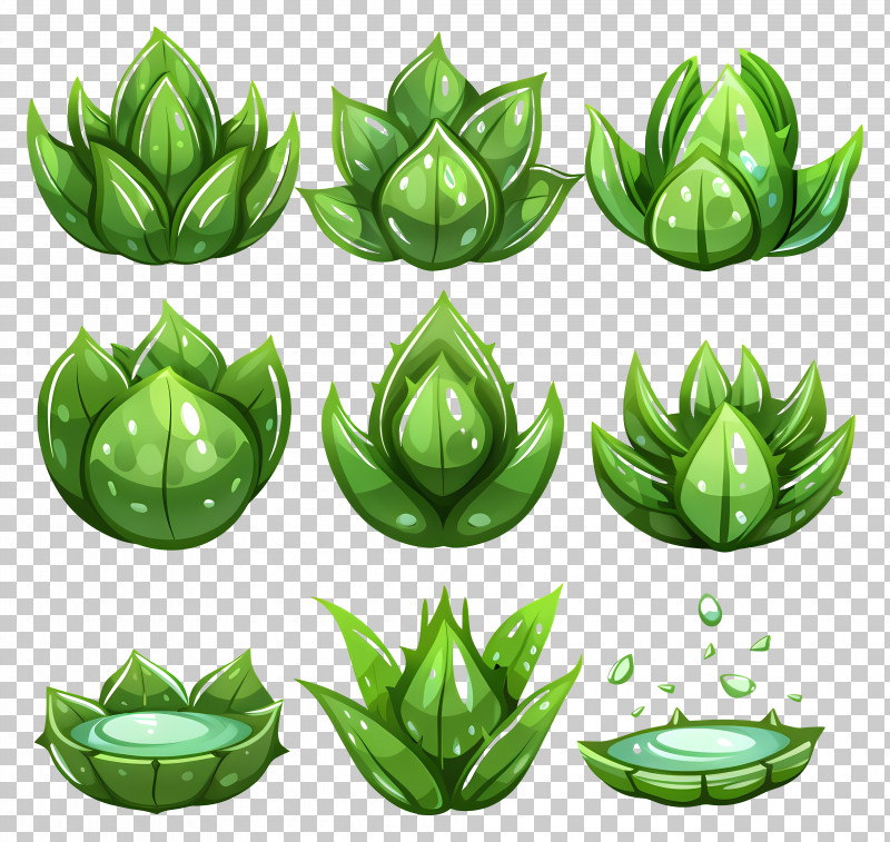 Aloe Vera Plants - Green Succulent Leaves PNG