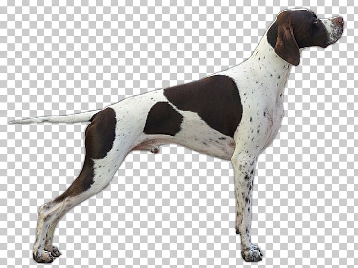 German Shorthaired Pointer German Wirehaired Pointer Bracco German Longhaired Pointer PNG, Clipart,  Free PNG Download
