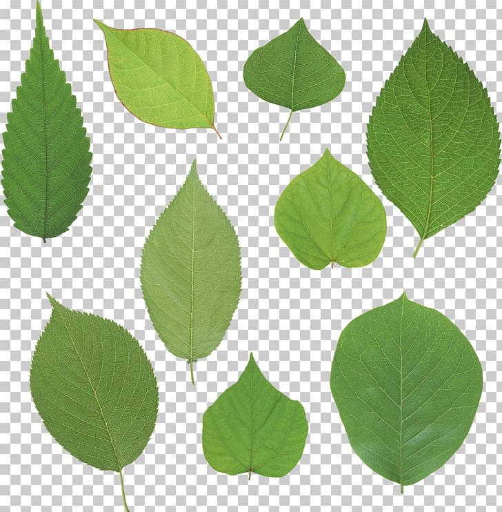 Green Leaves PNG, Clipart, Green Leaves Free PNG Download