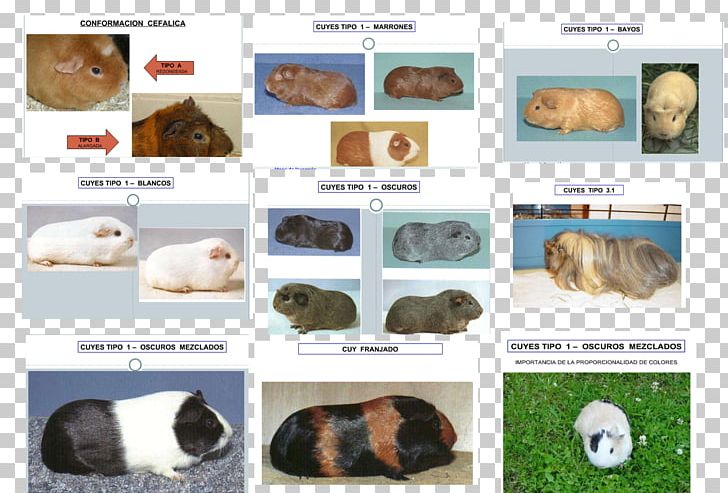 Guinea Pig Rodent Pet Cavies Species PNG, Clipart, 1 2 3, Animal, Cavia, Cavies, Color Free PNG Download
