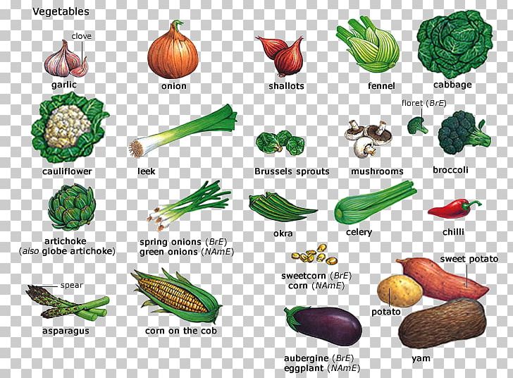 Vegetable Onion Vocabulary Health Food PNG, Clipart, Asparagus, Biscuits, Commodity, English Language, Fauna Free PNG Download
