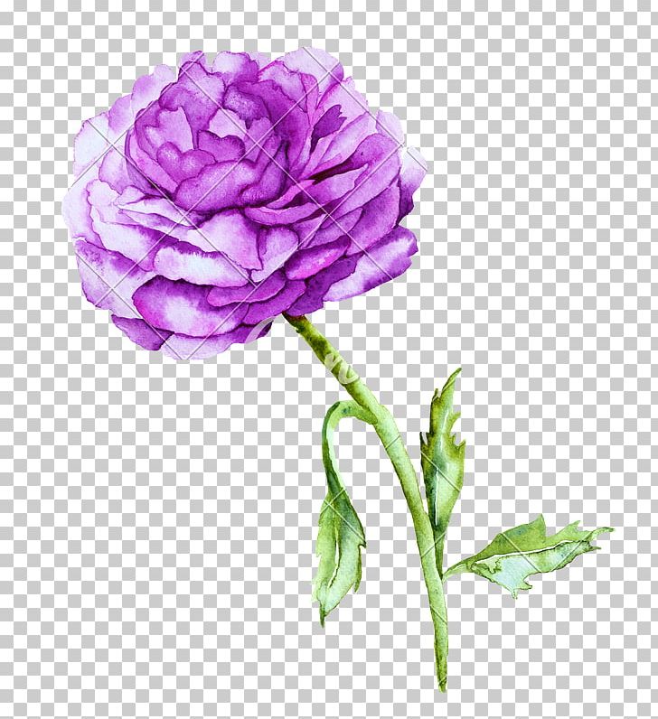 Violet Peony Watercolor Painting Photography PNG, Clipart, Carnation, Cut Flowers, Drawing, Flower, Flowering Plant Free PNG Download