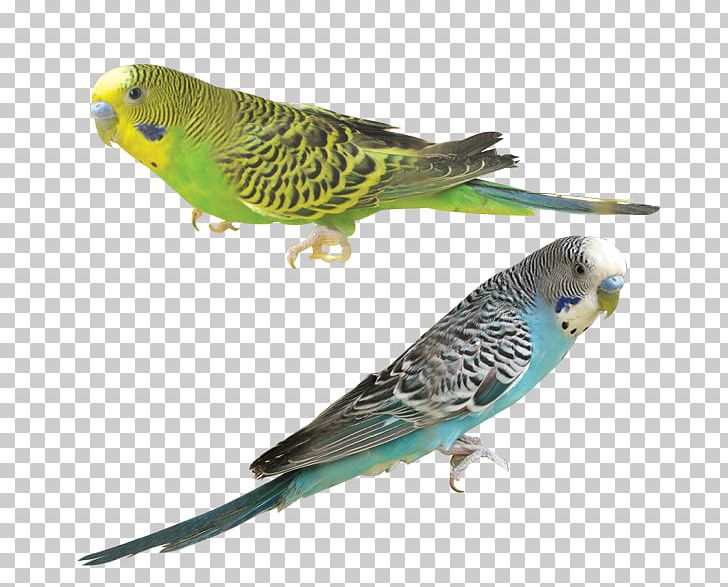 Bird Parrot Common Starling Crane PNG, Clipart, Animals, Animation, Beak, Bird, Birdcage Free PNG Download