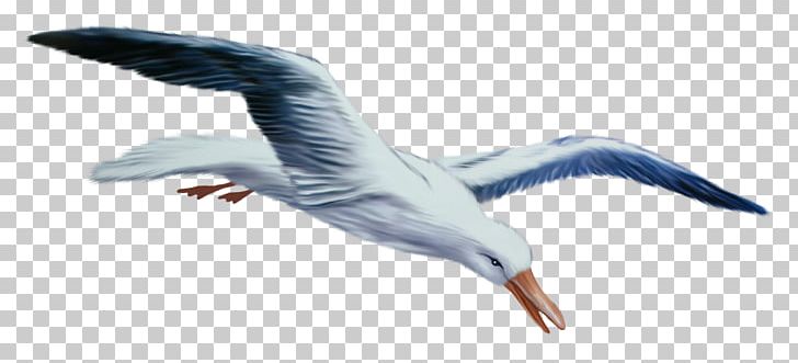 European Herring Gull Gulls Bird Swan Goose PNG, Clipart, Animals, Beak, Bird, Charadriiformes, Computer Icons Free PNG Download