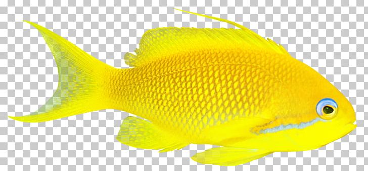Goldfish Lossless Compression Coral Reef Fish PNG, Clipart, Animals, Barre, Coral Reef Fish, Data Compression, Dorado Free PNG Download