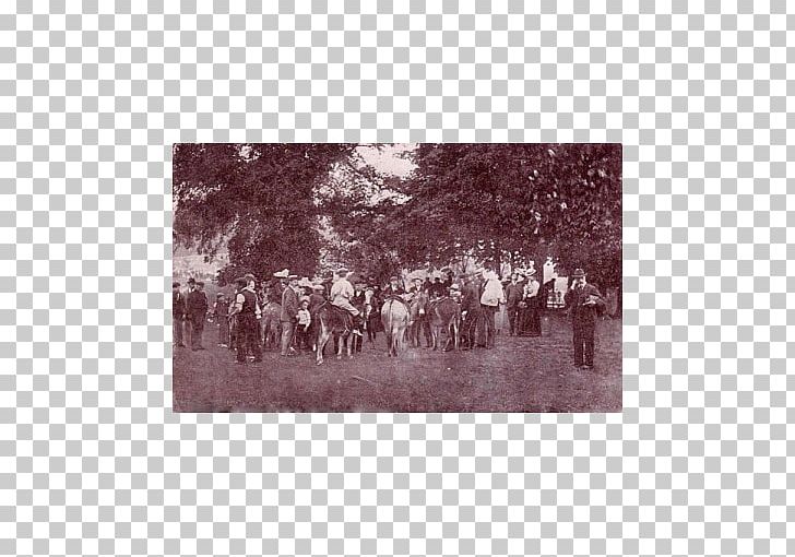 Hampstead Heath Post Cards Donkey Rides PNG, Clipart, Animals, Black And White, Donkey, Donkey Rides, Ebay Free PNG Download