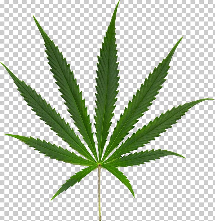 Kush Cannabis Sativa Cannabis Ruderalis Leaf PNG, Clipart, Bud, Cannabidiol, Cannabis, Cannabis Ruderalis, Cannabis Sativa Free PNG Download
