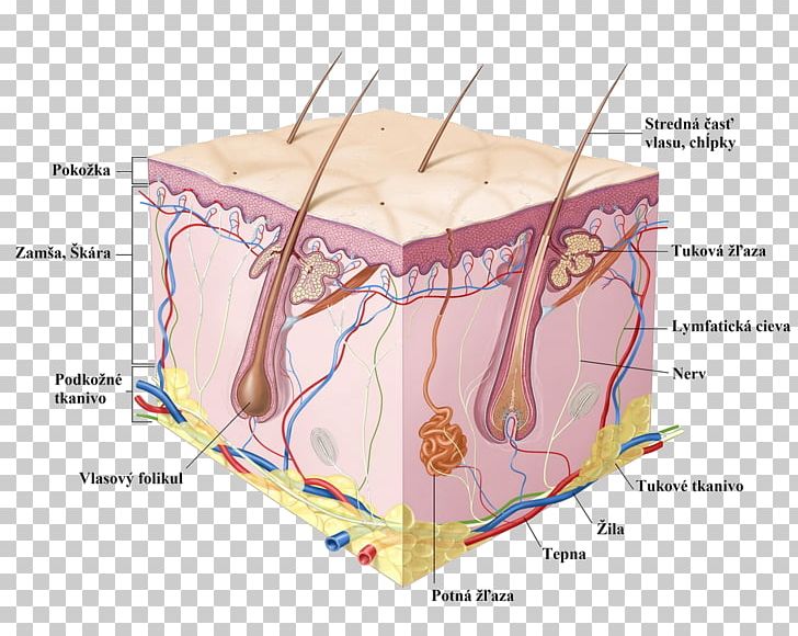 Human Skin Cell Epidermis Anatomy PNG, Clipart, Anatomy, Angle, Body ...