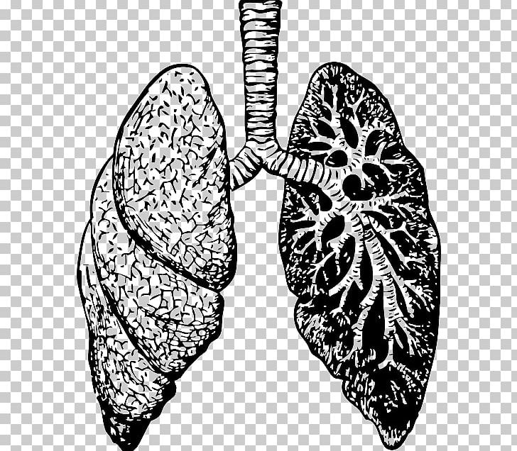 Lung Drawing PNG, Clipart, Anatomy, Asthma, Black And White, Breathing, Bronchitis Free PNG Download