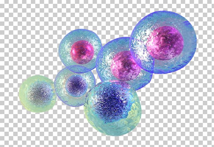 Stem Cell Stem-cell Therapy Umbilical Cord Tissue PNG, Clipart, Adult Stem Cell, Blood, Cell, Cell Therapy, Cord Blood Free PNG Download