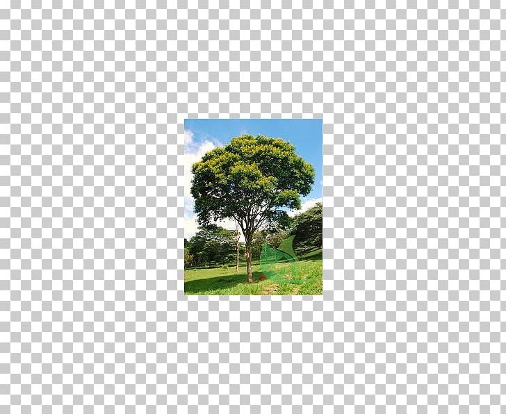 Tree Caesalpinia Pluviosa Tabebuia Roseo-alba Handroanthus Chrysotrichus Tabebuia Chrysantha PNG, Clipart, Bellandris Rehner Garden Center, Caesalpinia, Cerrado, Ecosystem, Grass Free PNG Download