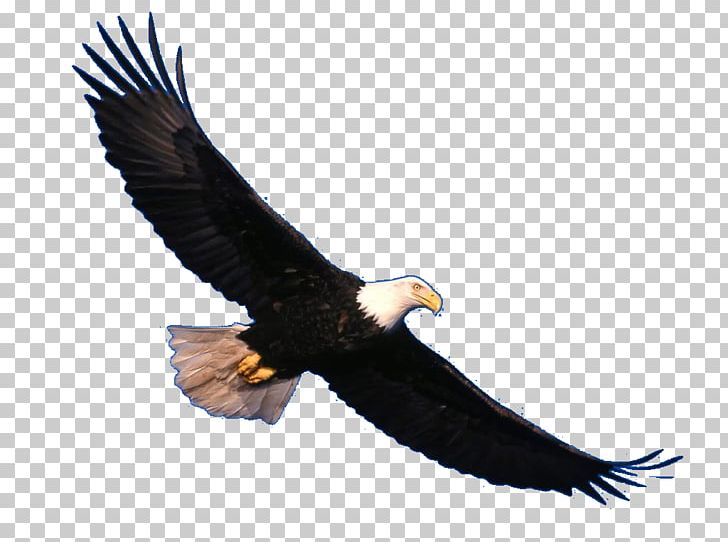 Bald Eagle Bird White-tailed Eagle PNG, Clipart, Accipitriformes, Animal, Animals, Bald Eagle, Beak Free PNG Download