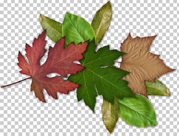 Maple Leaf PNG, Clipart, Bookmark, Leaf, Maple Leaf, Plant Free PNG Download