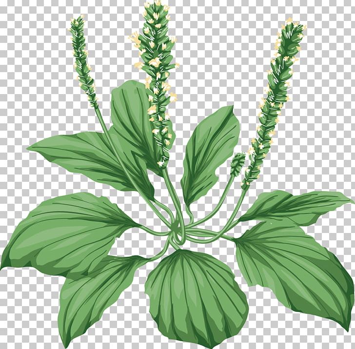 Medicinal Plants Broadleaf Plantain Herbaceous Plant Tussilago PNG, Clipart, Basil, Broadleaf Plantain, Child, Disease, Extract Free PNG Download