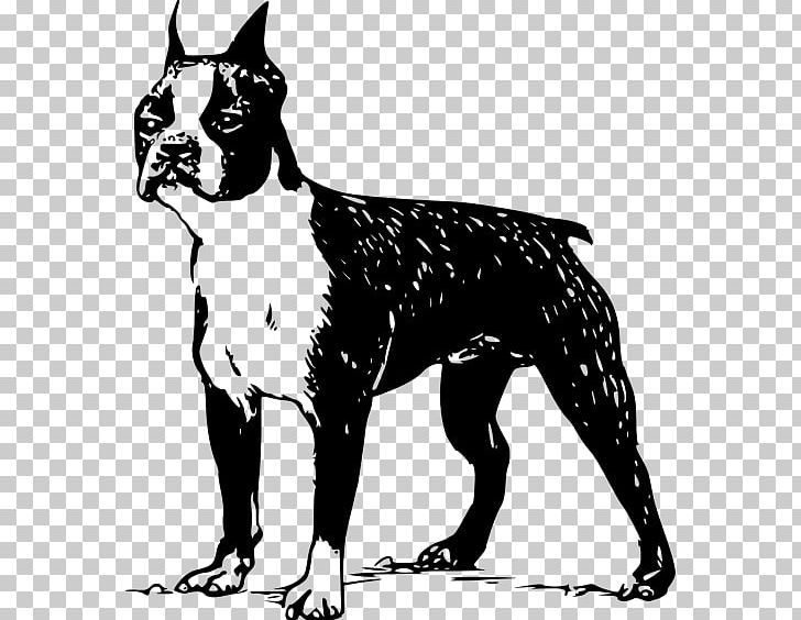 Boston Terrier Bull Terrier French Bulldog Jack Russell Terrier PNG, Clipart, Bulldog, Bull Terrier, Carnivoran, Dog Breed, Dog Breed Group Free PNG Download
