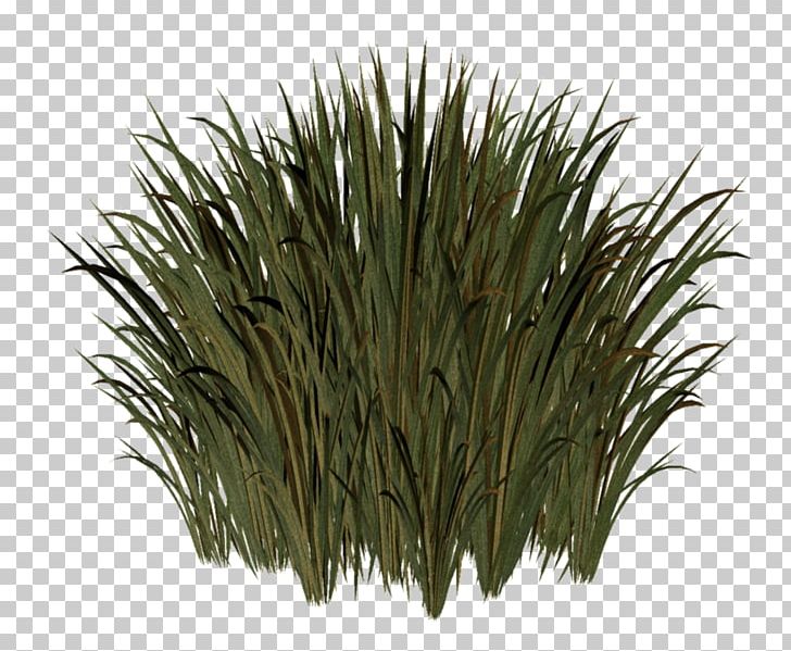 Herbaceous Plant Lawn Meadow Grasses Sweet Grass PNG, Clipart, Advertising, Commodity, February, Gender, Grass Free PNG Download