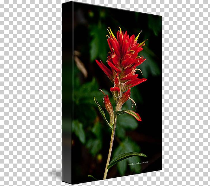 Wyoming Indian Paintbrush Wildflower Painting PNG, Clipart, Art, Castilleja, Flora, Flower, Flowering Plant Free PNG Download