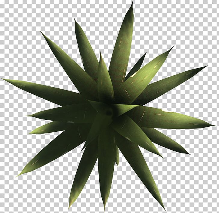 Agave Azul Yucca Artist 8 October Cyborg PNG, Clipart, 8 October, Agave, Agave Azul, Aloe, Artist Free PNG Download