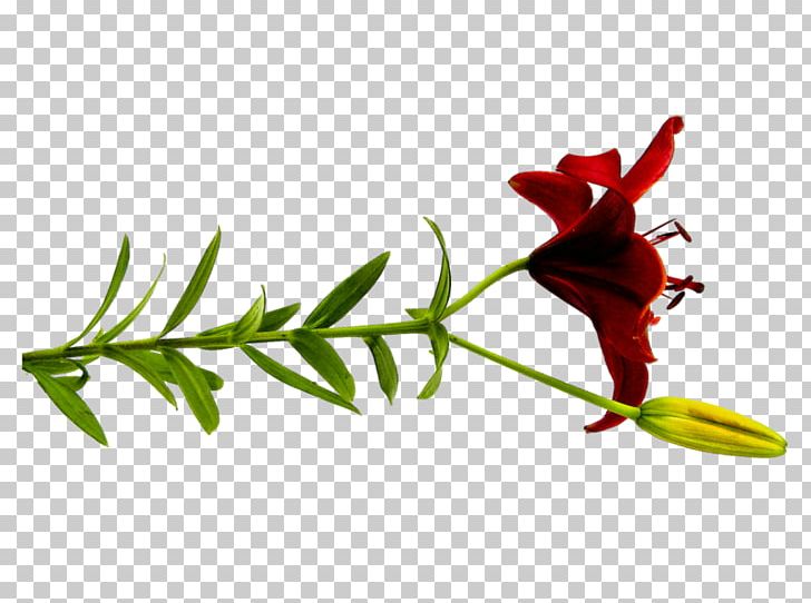 Cut Flowers Lilium Petal Red PNG, Clipart, Branch, Bud, Cicek, Cicek Resimler, Cut Flowers Free PNG Download